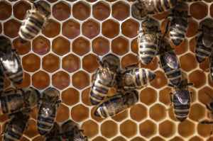 animals apiary beehive beekeeping
